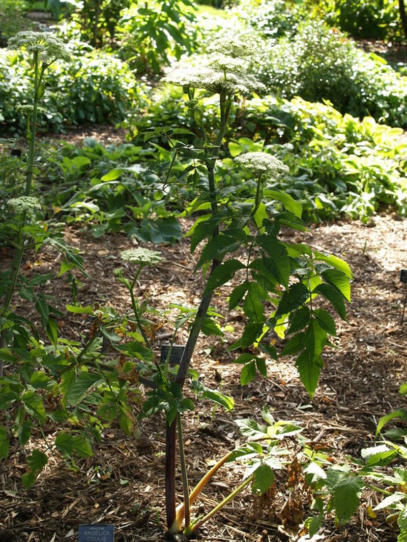 Angelica edulis photo 2
