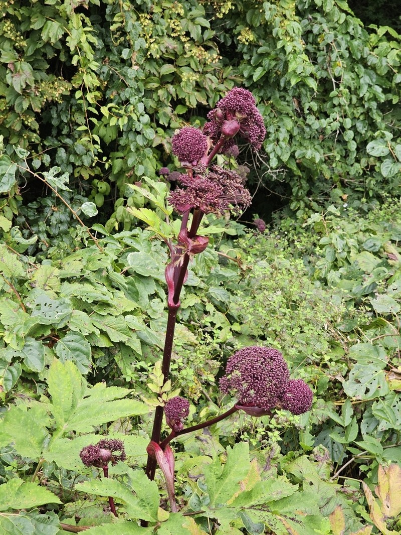 Angelica gigas photo 2