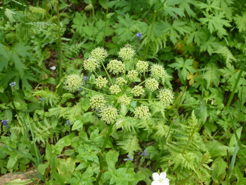 Gray's Angelica