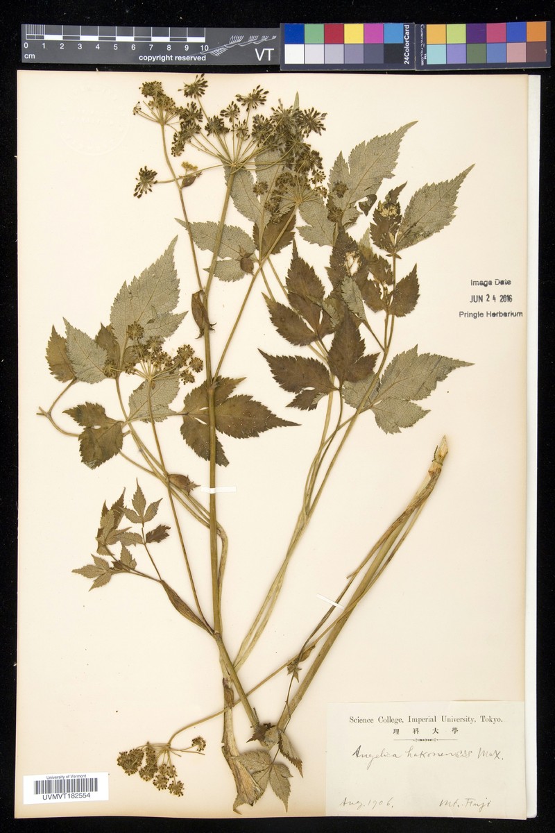 Angelica hakonensis