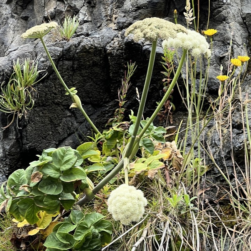 Henderson's Angelica photo 3