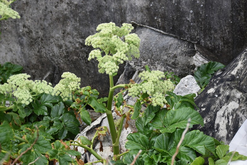 Angelica hirsutiflora