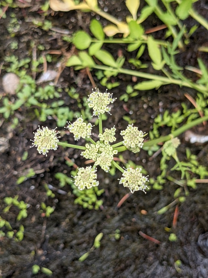 King's Angelica photo 2