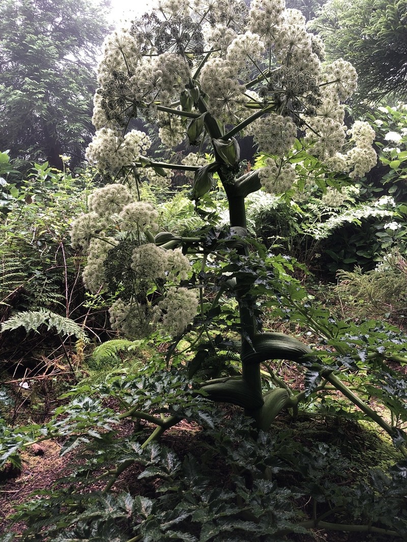 Angelica lignescens