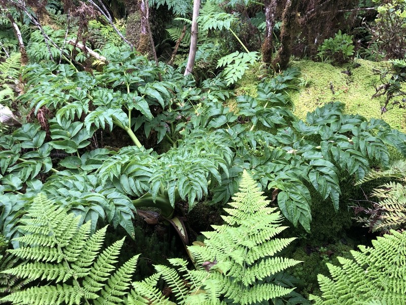 Angelica lignescens photo 2