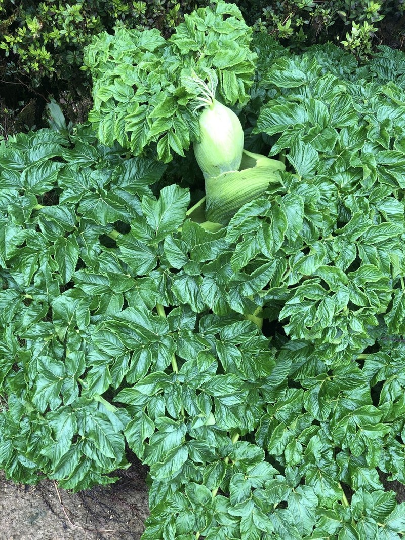Angelica lignescens photo 3