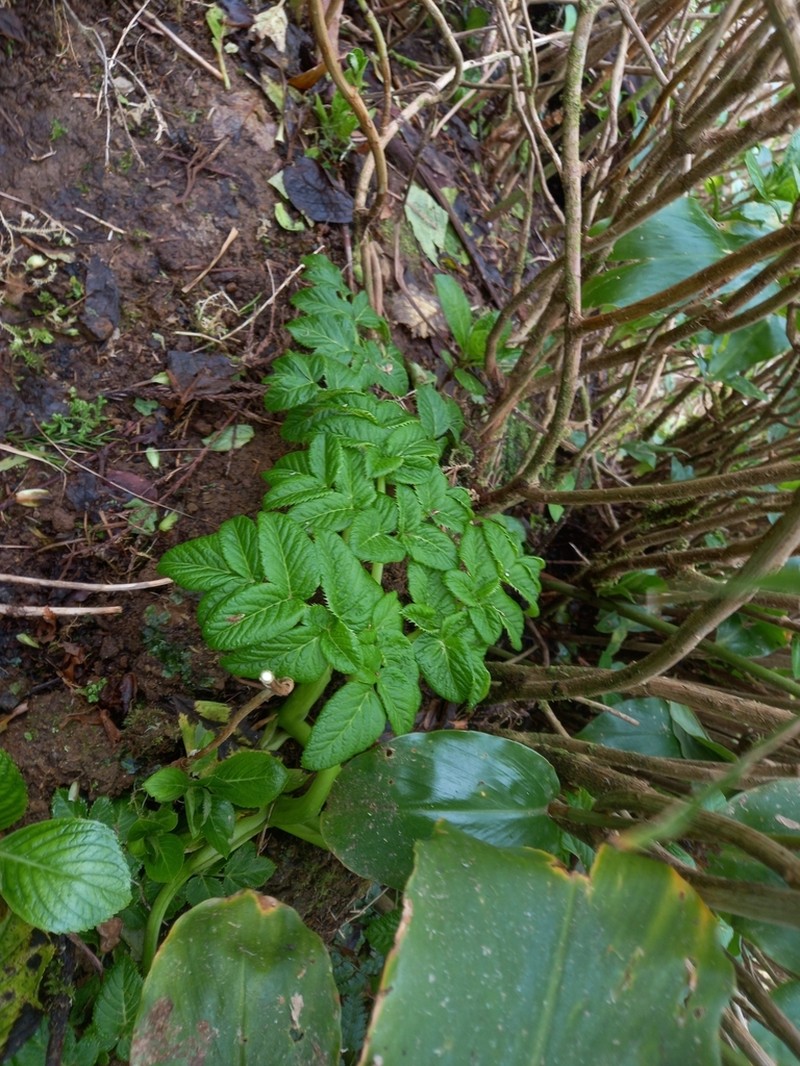 Angelica lignescens photo 4