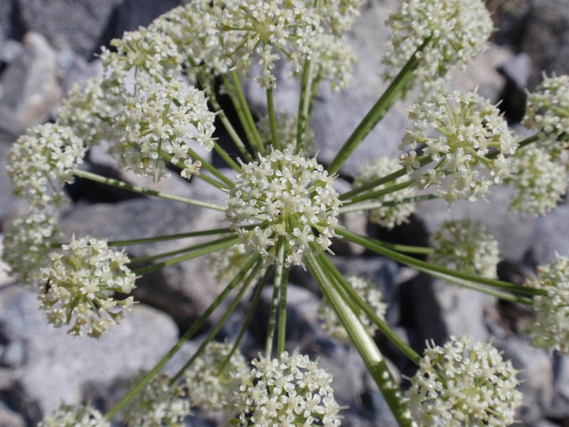 Poison Angelica