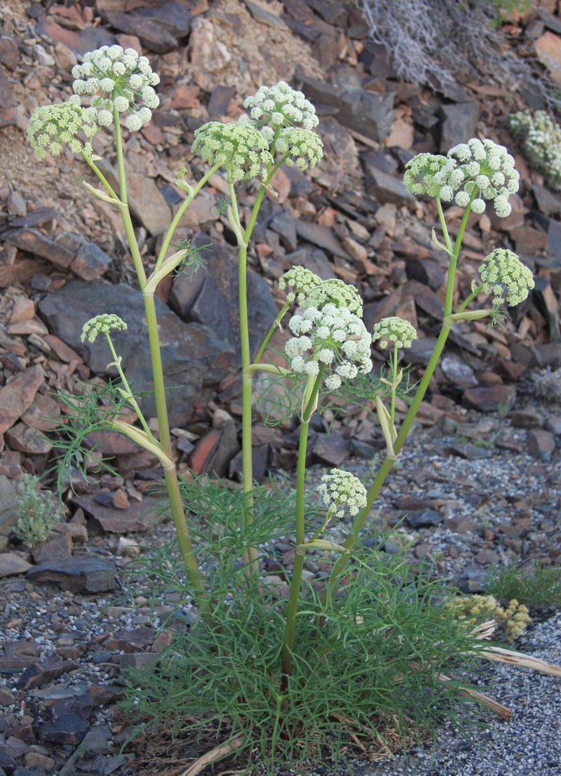 Poison Angelica photo 2