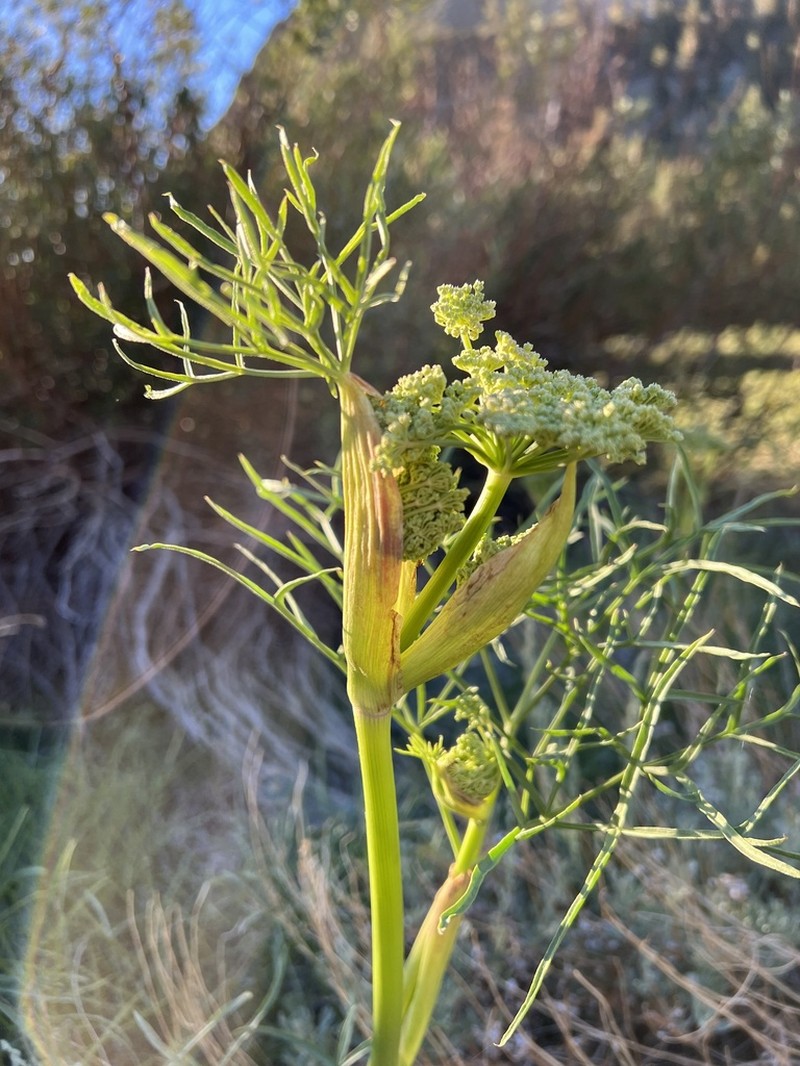Poison Angelica photo 3