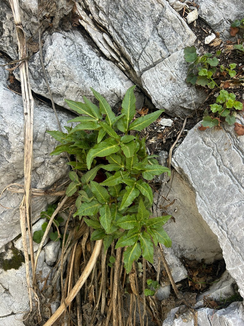 Charleston Mountain Angelica photo 4