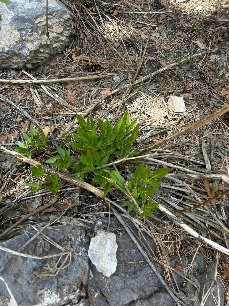 Charleston Mountain Angelica photo 5