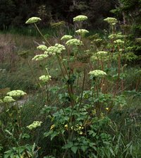 Seacoast Angelica