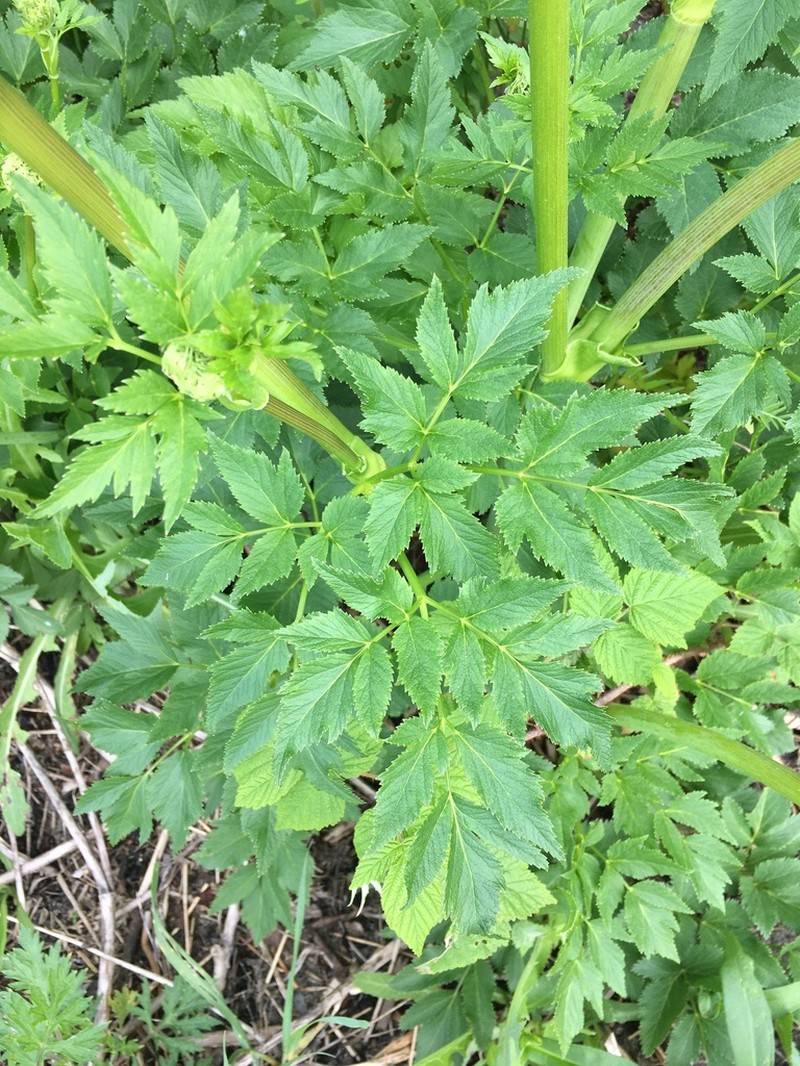 Seacoast Angelica photo 2