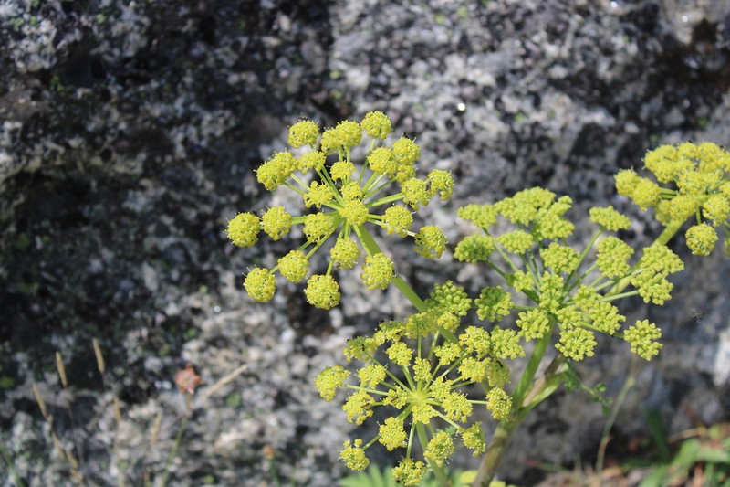 Angelica major