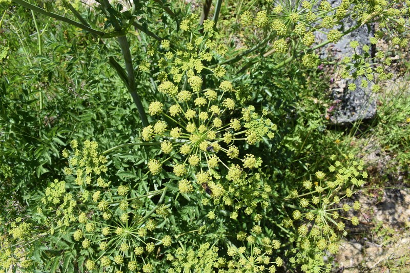 Angelica major photo 3