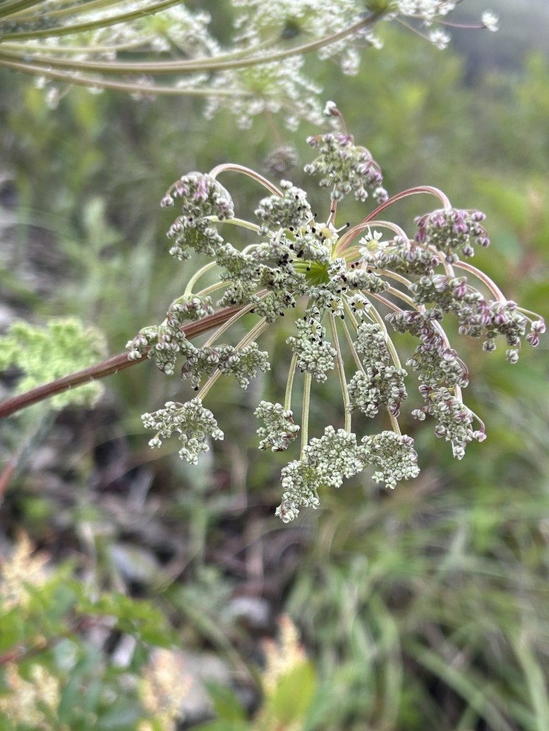 Angelica morii photo 2