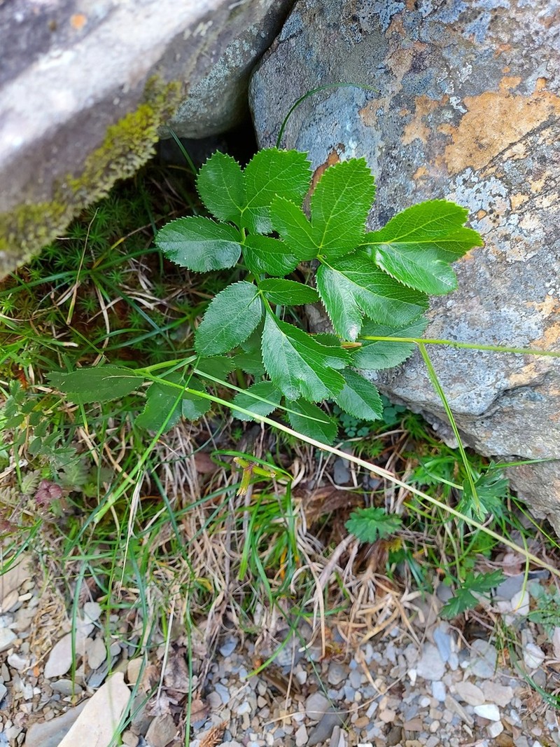Angelica morrisonicola