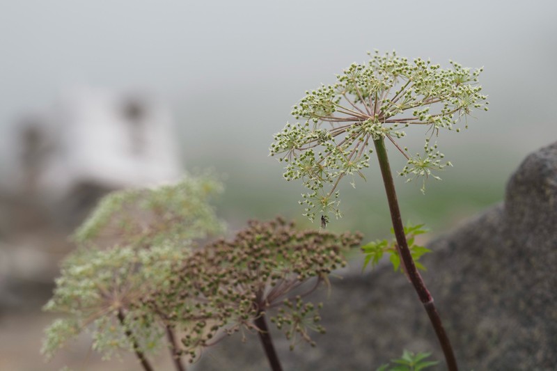 Angelica multisecta