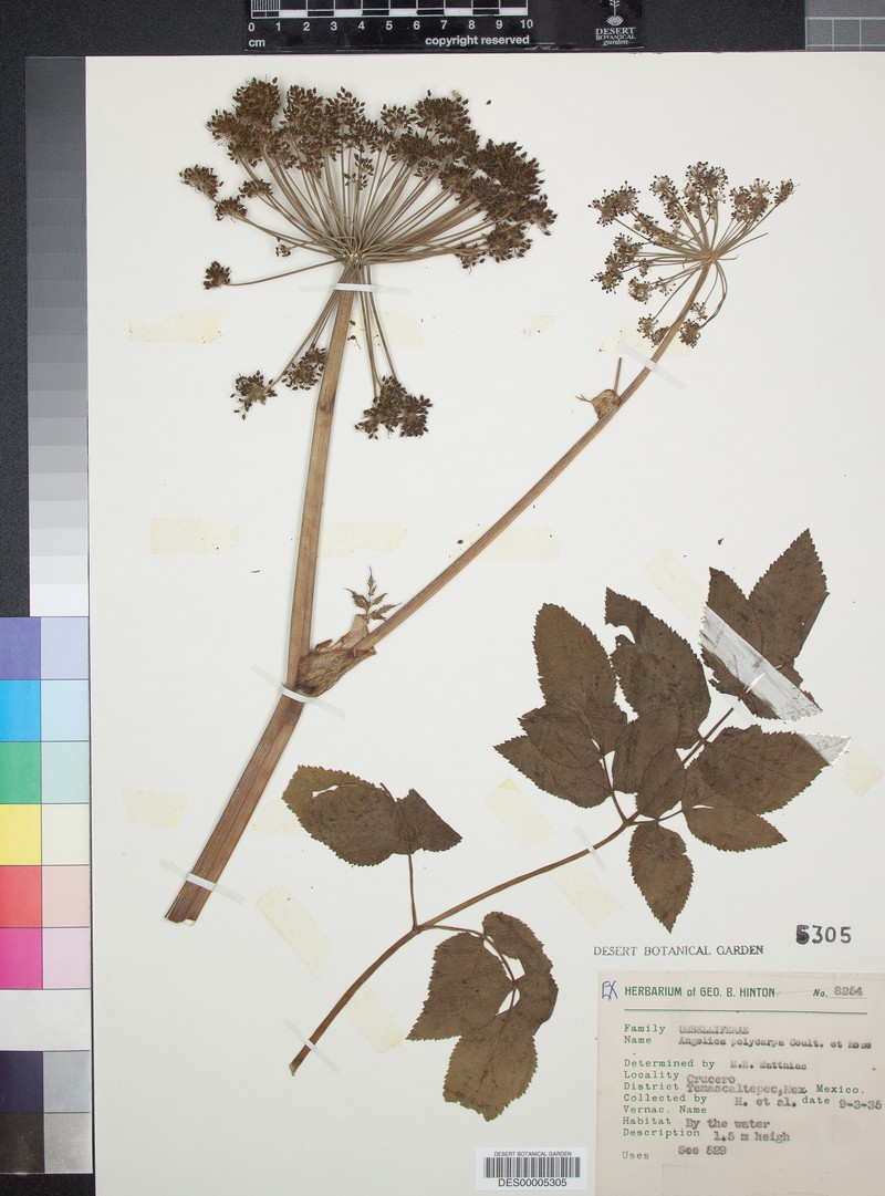 Angelica nelsonii photo 2