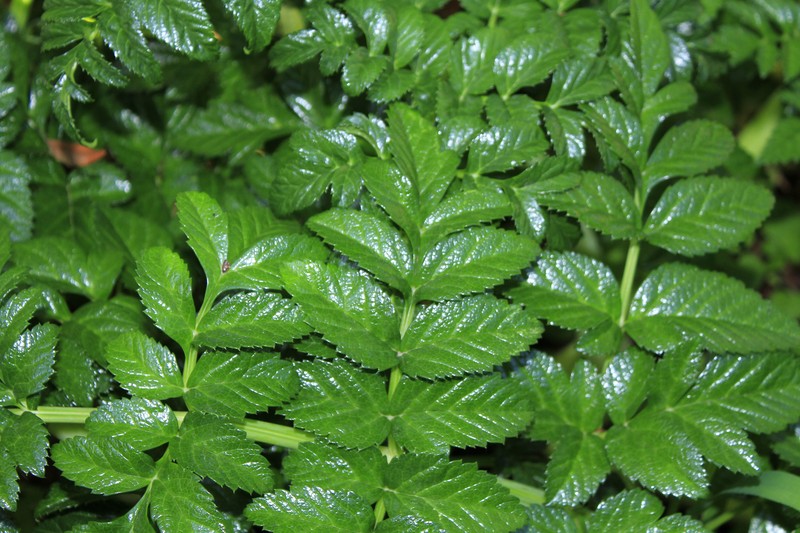 Angelica pachycarpa