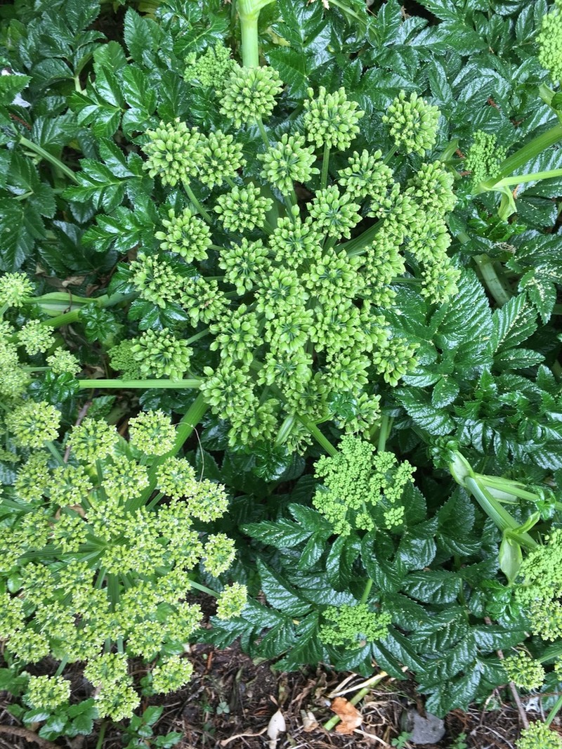 Angelica pachycarpa photo 2