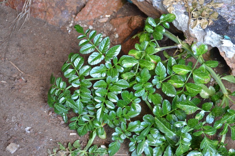 Angelica pachycarpa photo 3
