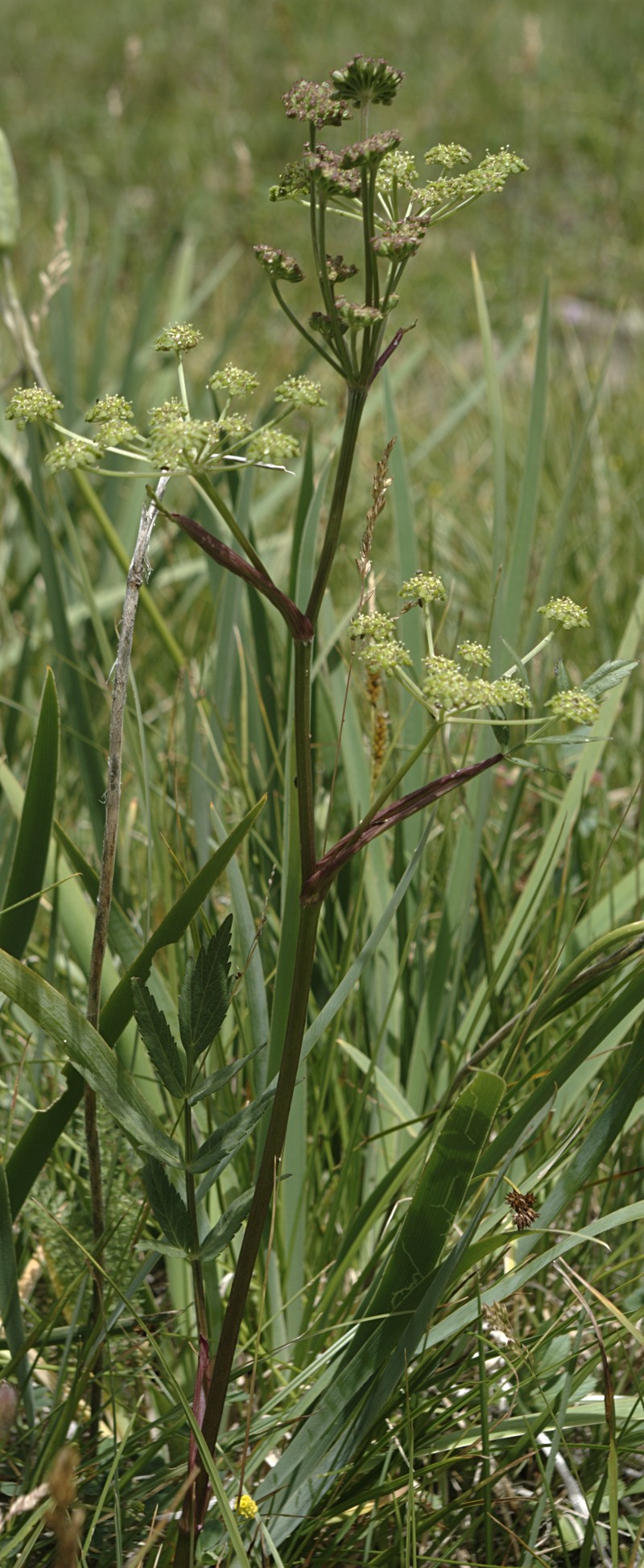 Small-Leaf Angelica