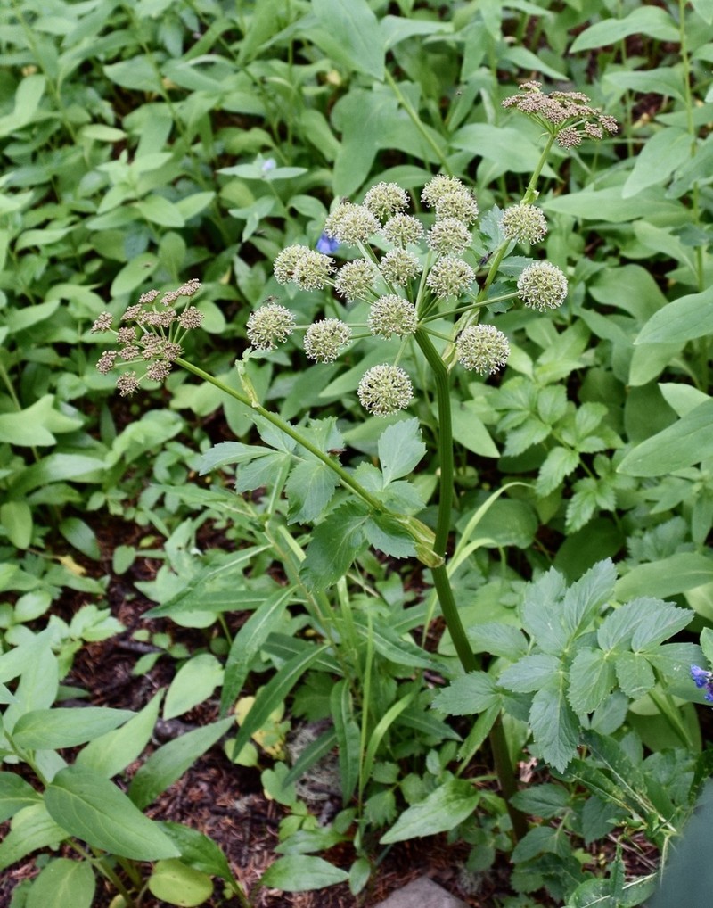 Small-Leaf Angelica