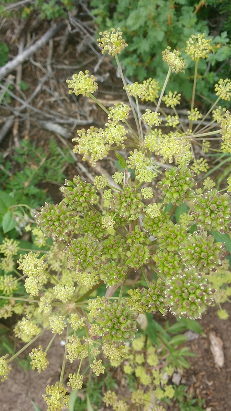 Small-Leaf Angelica photo 2