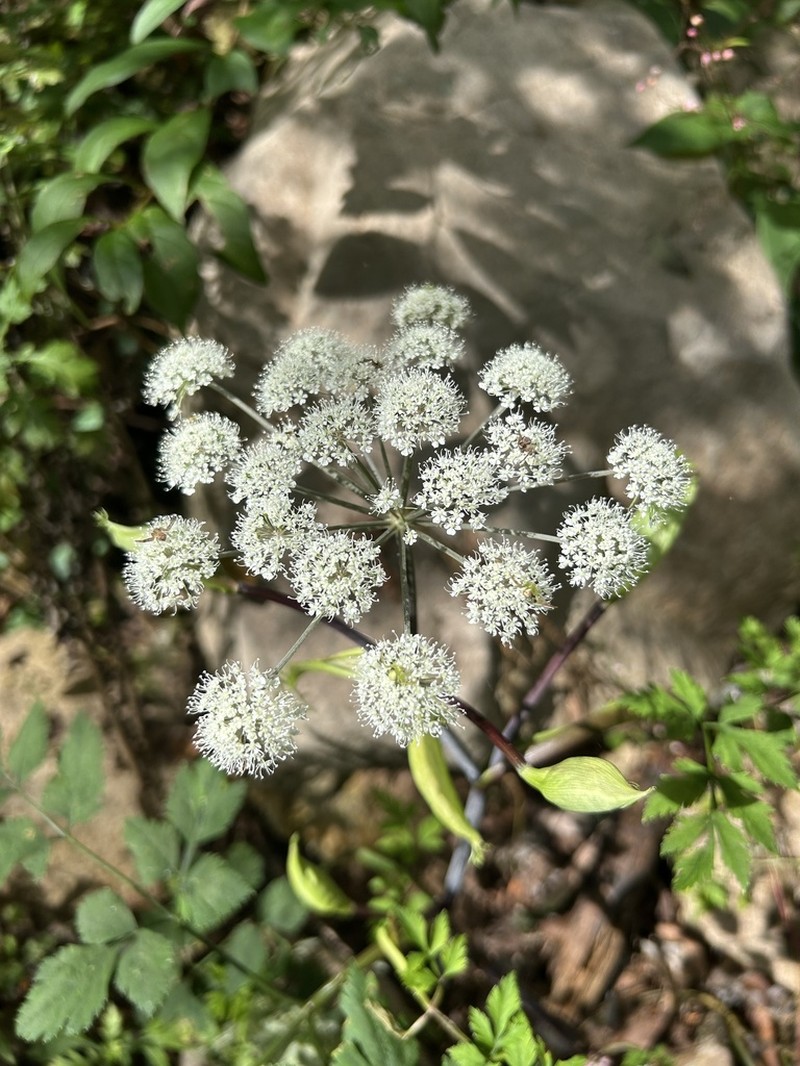 Angelica polymorpha
