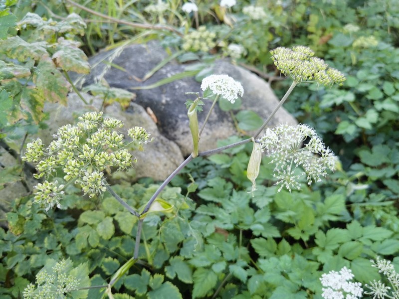 Angelica polymorpha photo 2