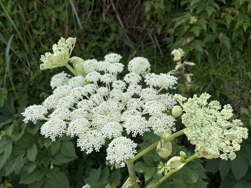 Angelica pubescens photo 2