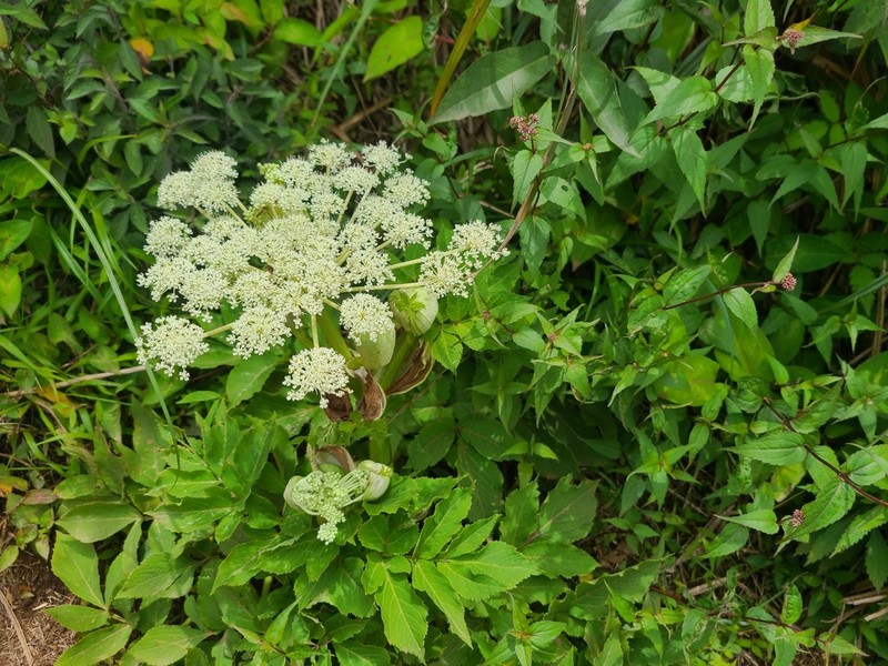 Angelica pubescens photo 3