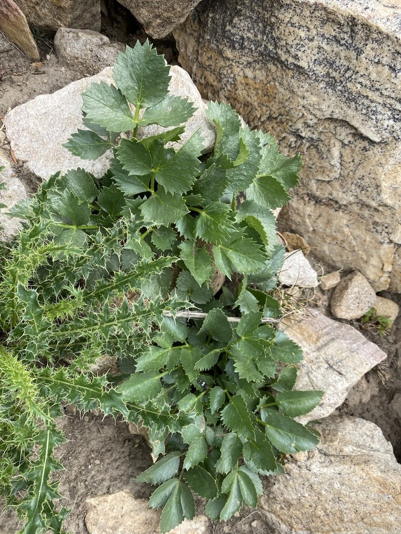 Rose Angelica photo 3