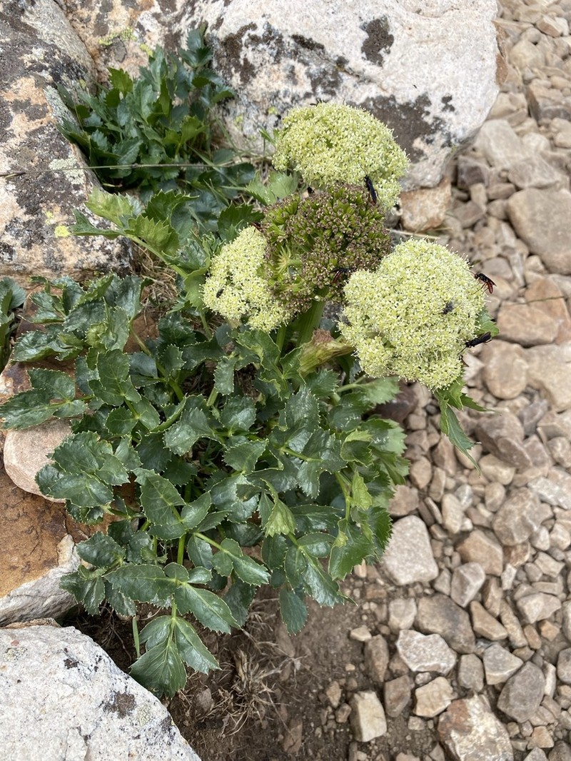 Rose Angelica photo 4