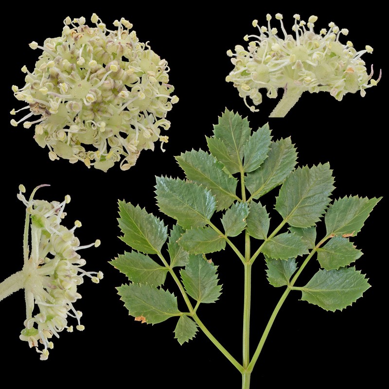 Rose Angelica photo 7