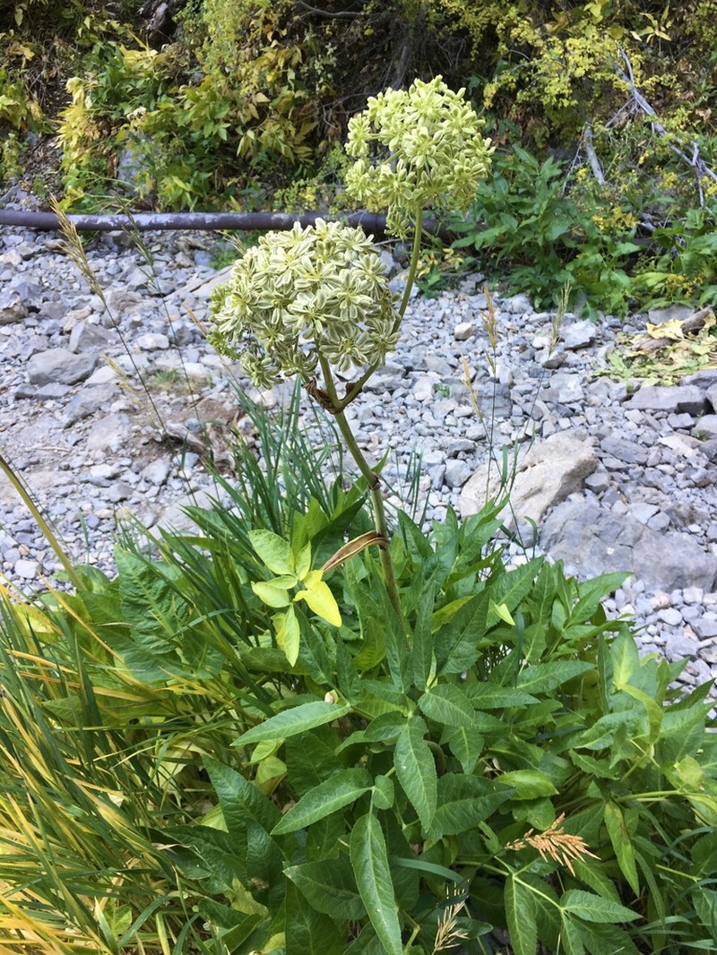 Angelica scabrida