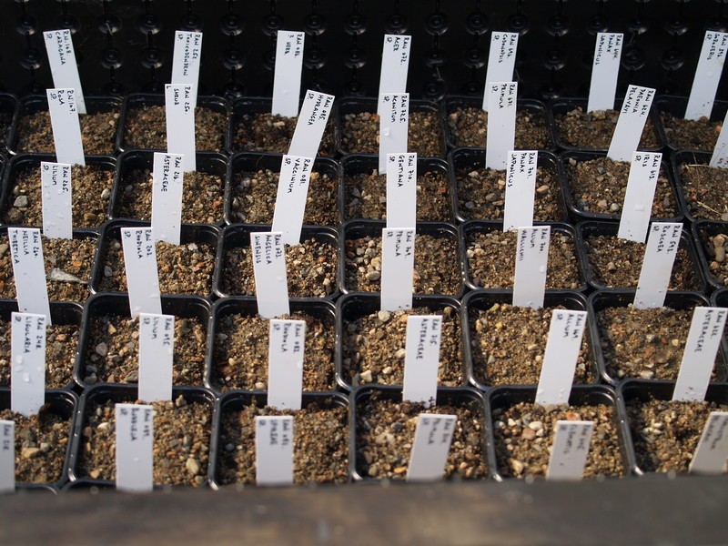 Angelica sinensis photo 2