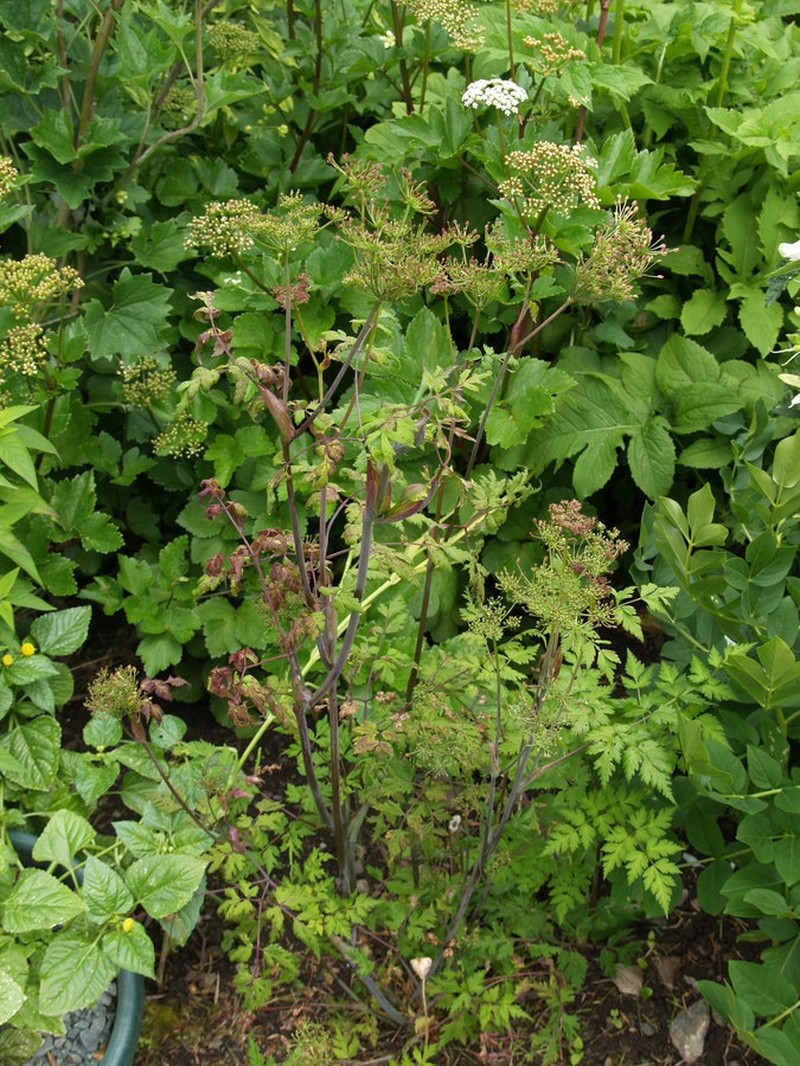 Angelica sinensis photo 3