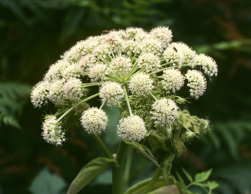 Woodland Angelica photo 2