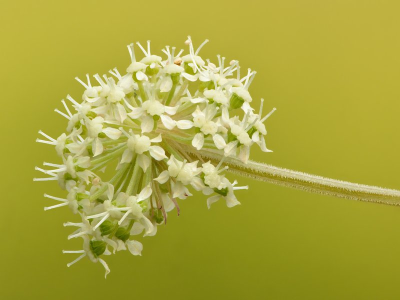 Woodland Angelica photo 3
