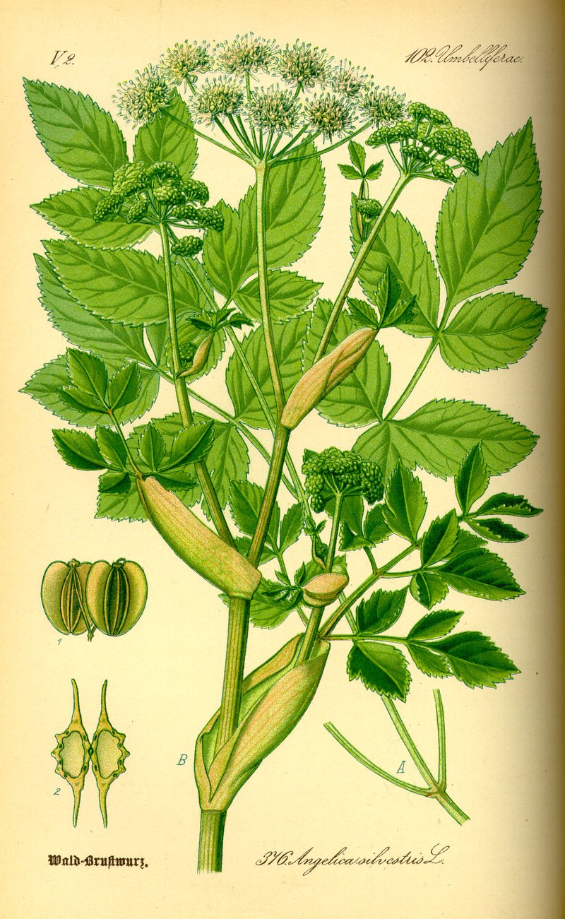 Woodland Angelica