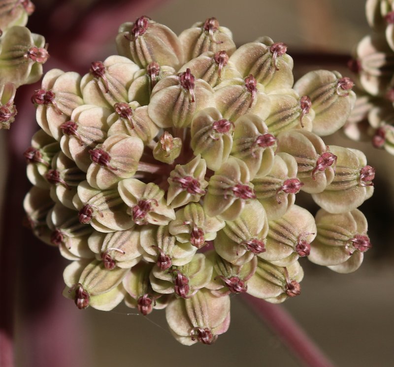 Woodland Angelica photo 4