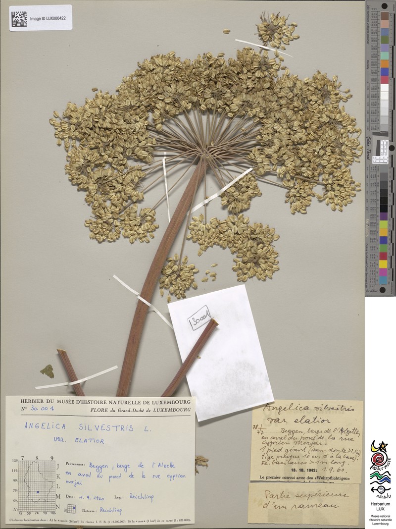 Angelica sylvestris subsp. elatior