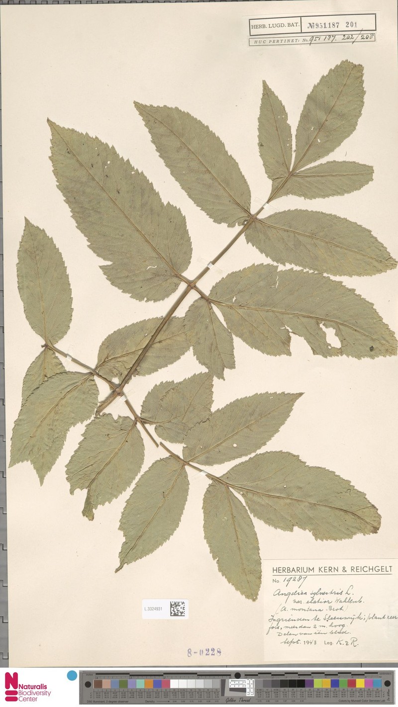 Angelica sylvestris subsp. elatior photo 2