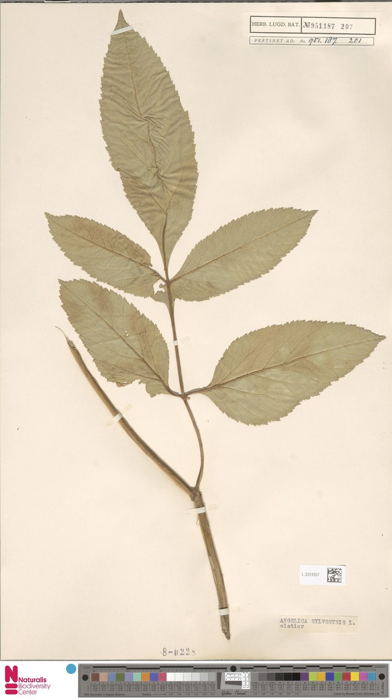 Angelica sylvestris subsp. elatior photo 3