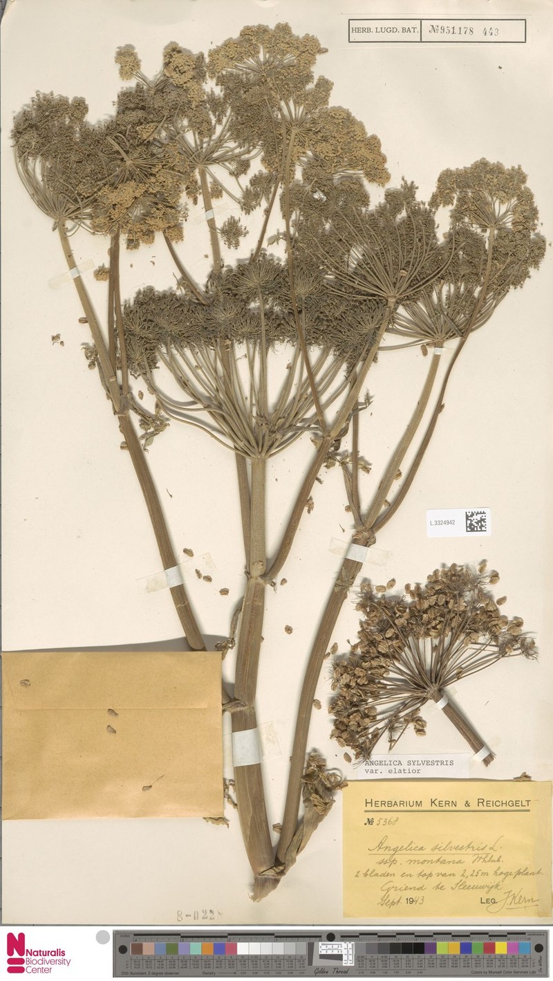 Angelica sylvestris subsp. elatior photo 4