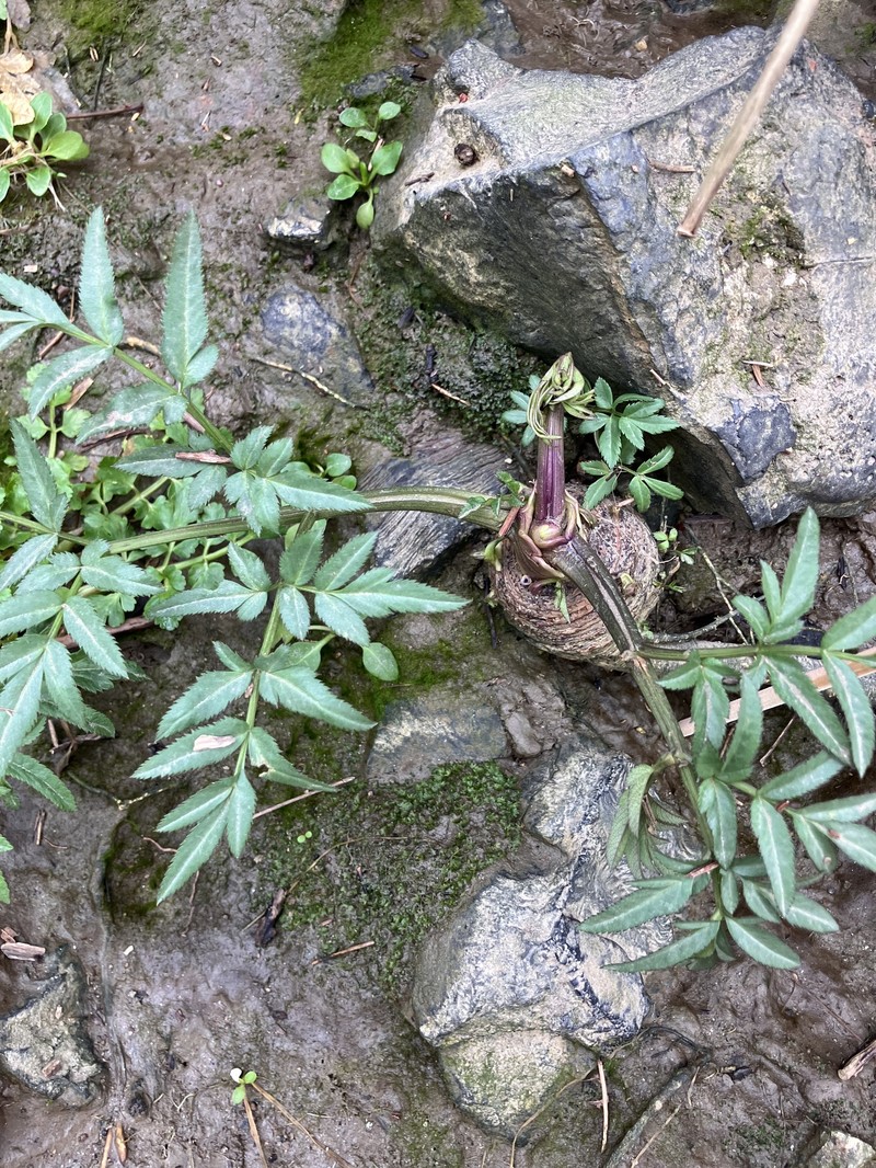 Angelica sylvestris subsp. sylvestris