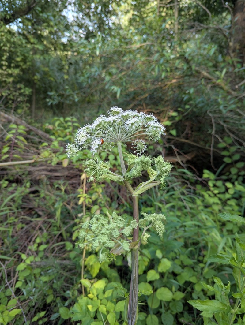 Angelica sylvestris subsp. sylvestris photo 2